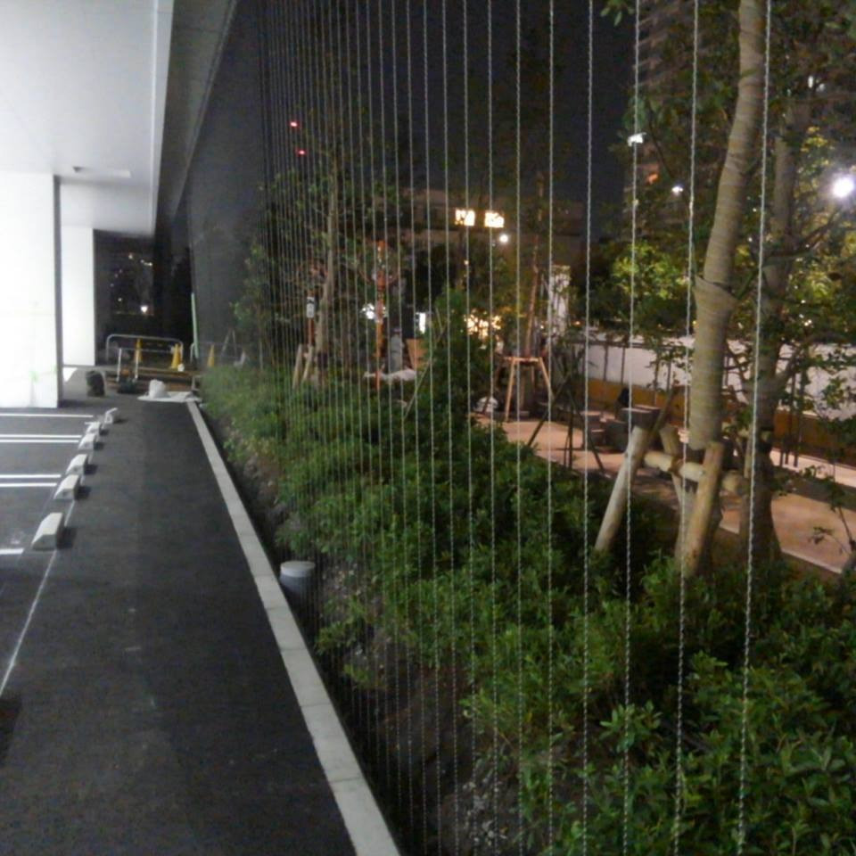 豊洲某大学付属中高ワイヤー緑化工事