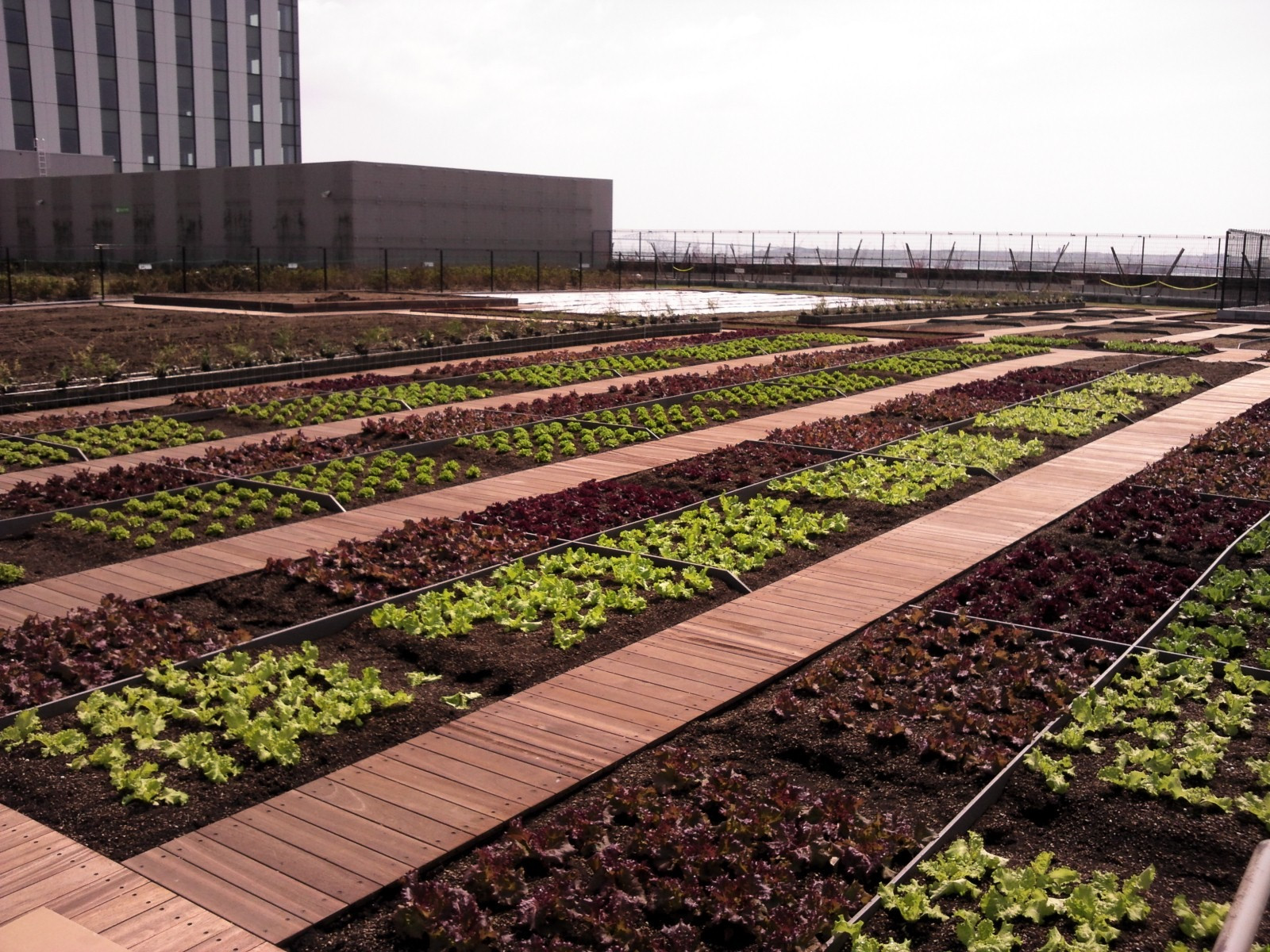 江東区商業ビル屋上菜園